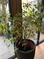 Bonte ficus benjamin 110 cm hoog, Huis en Inrichting, Ophalen, Ficus