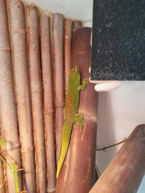 Phelsuma Madagascariencis (Daggekko) man incl terrarium, Dieren en Toebehoren, Reptielen en Amfibieën, Hagedis, 7 tot 10 jaar