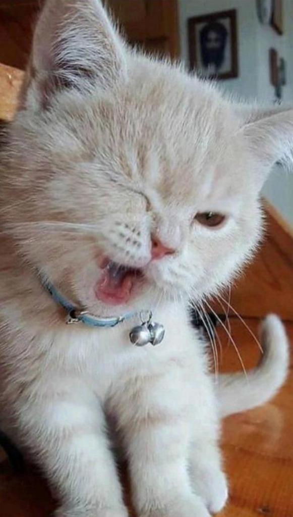 Betrouwbare kattenoppas regio Velp/Arnhem, Dieren en Toebehoren, Kattenspeelgoed, Nieuw, Ophalen of Verzenden