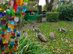 Jonge mannetjespauwen / Pauwen Mannetje / Eigen broedsel, Dieren en Toebehoren, Pluimvee, Mannelijk, Overige soorten