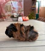 Super mooi jong borstel cavia beertje, Dieren en Toebehoren, Knaagdieren, Cavia, Meerdere dieren, Tam, Oktober