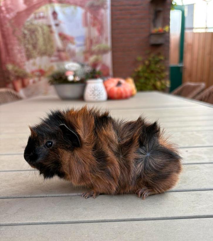 Super mooi jong borstel cavia beertje, Dieren en Toebehoren, Knaagdieren, Meerdere dieren, Cavia, Oktober, Tam