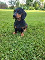 mooie dwergteckel black & tan DEKREU!, Rabiës (hondsdolheid), Reu, 1 tot 2 jaar, Eén hond