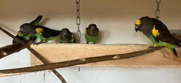 3-0 Poicephalus Meyeri Saturatus 2025 (Meyer papegaai) beschikbaar voor biedingen