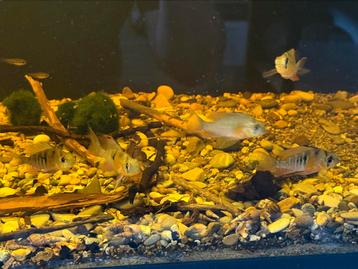 Mikrogeophagus altispinosus (2 man, 3 vrouw) beschikbaar voor biedingen
