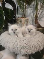 Ragdoll kittens bleu points  Mogen hun nestje verlaten!, Meerdere dieren, Gechipt, 0 tot 2 jaar