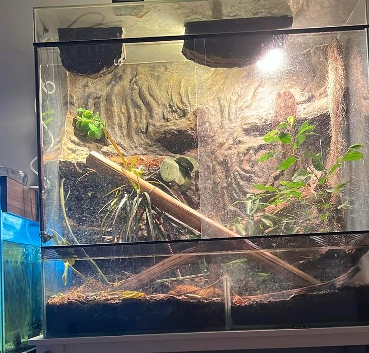 Terrarium inclusief jemen kameleon