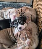 Prachtig American Bully XL nestje, CDV (hondenziekte), Overige rassen, 8 tot 15 weken, Meerdere