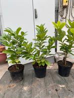 Laurier haag, Tuin en Terras, Ophalen