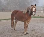Knappe leuke lieve haflinger!!, Dieren en Toebehoren, Pony's, 7 tot 10 jaar, Recreatiepony, Merrie, Gechipt