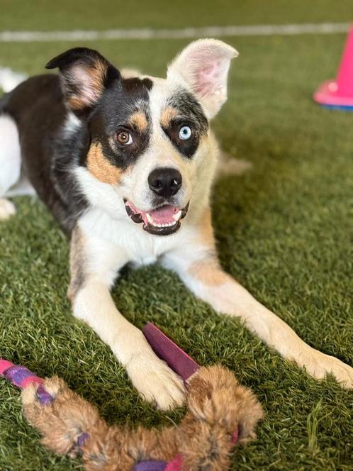 FCI Bordercollie 1,5 jaar reu, Dieren en Toebehoren, Honden | Herdershonden en Veedrijvers, Reu, Collie, Fokker | Hobbymatig, Eén hond
