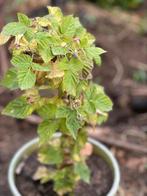 Struiken Bessen, Tuin en Terras, Planten | Tuinplanten, Ophalen of Verzenden, Zomer, Volle zon