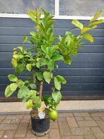 Citrus Lemon / Citrus Limon - Citroenboom H: 120 cm., Tuin en Terras, Ophalen, Volle zon, Citroenboom, 100 tot 250 cm