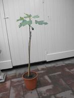 Mooie vijgenboompjes, Ophalen, Nieuw, Planten., 75 cm of meer