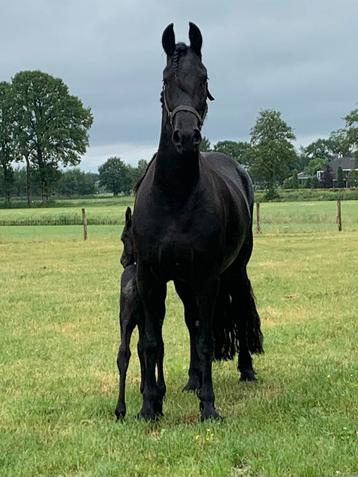 Chique Friese stermerrie alwin x beart met hengstveulen beschikbaar voor biedingen