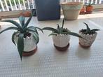 3 Agaves in stenen potjes, Ophalen, Zomer, Volle zon