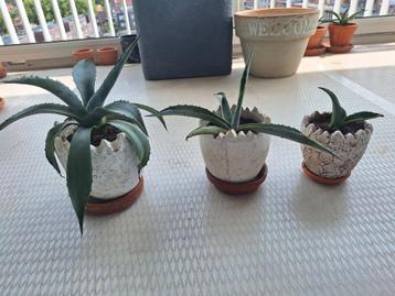 3 Agaves in stenen potjes beschikbaar voor biedingen