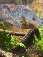 Geophagus brasiliensis parelcichlide, Vis