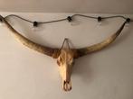 Prachtige longhorn schedel, Verzamelen, Dierenverzamelingen, Ophalen, Zo goed als nieuw, Schedel