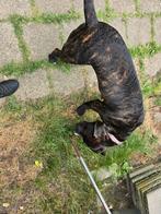 JexenZ reu te  koop door gezondheid van mij 11-12-2024, Dieren en Toebehoren, Honden | Niet-rashonden, 15 weken tot 1 jaar, Reu