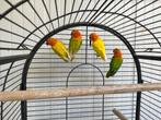 Te koop 4 jongen fischeri opaline lutino en split lutino, Dieren en Toebehoren, Vogels | Parkieten en Papegaaien, Meerdere dieren