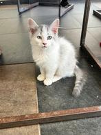 Siberische kittens klaar om te verhuizen, Meerdere dieren, Gechipt