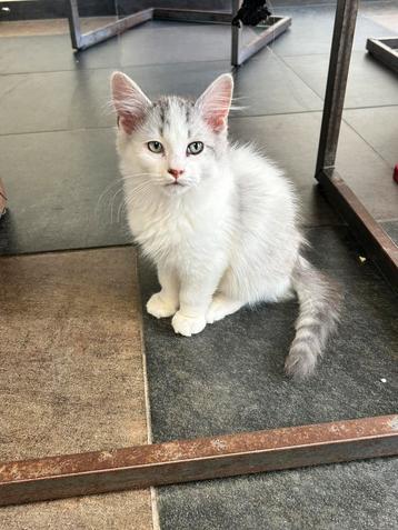 Siberische kittens klaar om te verhuizen beschikbaar voor biedingen