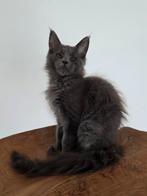 Prachtige maine coon kitten te koop met stamboom, Meerdere dieren, Met stamboom