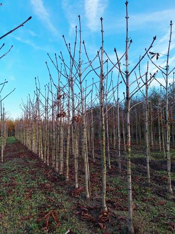 Aesculus hippocastanum 🌳 (witte paardenkastanje) 🌳 beschikbaar voor biedingen