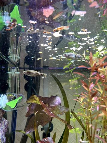 3 zebra danio beschikbaar voor biedingen