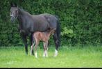Veulen, Dieren en Toebehoren, Paarden, Met stamboom, Springpaard, Minder dan 160 cm, 0 tot 2 jaar