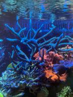 Acropora formosa blauw