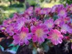 Zaden lewisia roze, Verzenden, Volle zon