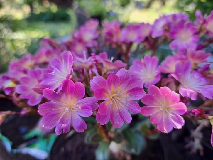 Zaden lewisia roze, Tuin en Terras, Bloembollen en Zaden, Volle zon, Verzenden