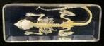 Muizen skelet in hars GG016, Verzamelen, Dierenverzamelingen, Ophalen