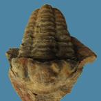 Trilobiet Flexicalymene ouzregui, Marokko, Ordovicium, Verzamelen, Verzenden, Fossiel