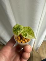 Alocasia Dragon Scale Mint Variegata, Huis en Inrichting, Kamerplanten, Ophalen of Verzenden, Halfschaduw, Minder dan 100 cm