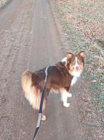 Ontzettend lieve Australian Shepherd x bordercollie, Dieren en Toebehoren, 1 tot 2 jaar, Parvo, Eén hond, Nederland