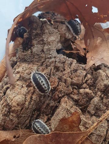 Porcellio Flavomarginatus isopods / pissebedden beschikbaar voor biedingen