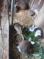 Jonge konijnen, Dieren en Toebehoren, Konijnen, Meerdere dieren