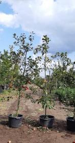 4x Appelboom Malus 'Redlove', Laagstam, , 2-3 m hoog, Lente, Appelboom, Volle zon, Ophalen of Verzenden