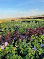 Vaste tuinplanten - SCHERP GEPRIJSD - ZATERDAG GEOPEND, Overige soorten, Vaste plant, Ophalen of Verzenden, Halfschaduw