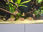 6 sleutelgat cichliden cleithracara maronii, Dieren en Toebehoren, Vissen | Aquariumvissen, Vis, Zoetwatervis