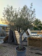 Prachtige meerstammige olijf boom 225 cm hoog, Overige soorten, 100 tot 250 cm, Zomer, Ophalen