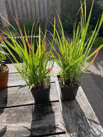 Panicum virgatum Shenandoah - Vingergras in P9 beschikbaar voor biedingen