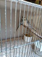 Grasparkieten pallid blauw en grijs tt waardig, Dieren en Toebehoren, Vogels | Parkieten en Papegaaien, Meerdere dieren, Parkiet