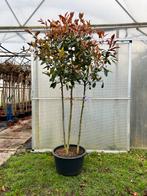 Photinia Red Robin | Meerstammig | Bolvorm, Tuin en Terras, Ophalen of Verzenden, Struik