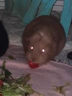 Cavia zeugjes, Dieren en Toebehoren, Knaagdieren, Mei, Vrouwelijk, Cavia