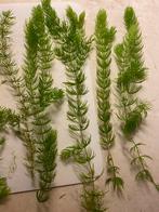 Zuurstof planten  rond de 30 cm, Plant(en), Steen of Hout, Zo goed als nieuw, Ophalen