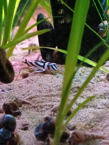 Zebra algeters L046 beschikbaar voor biedingen